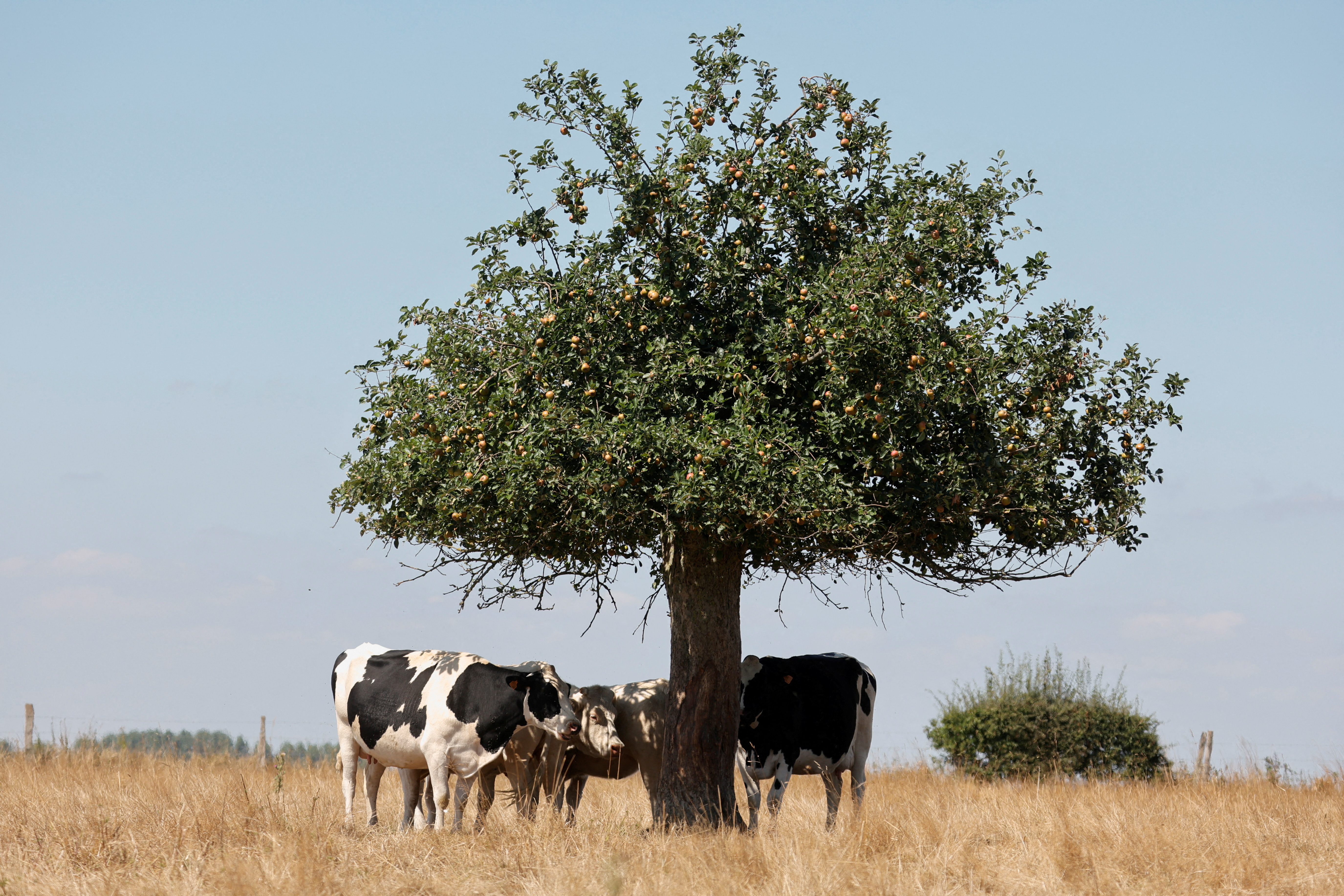 El ganado vacuno puede ser sensible a la presencia de las tormentas en la lejanía (REUTERS)