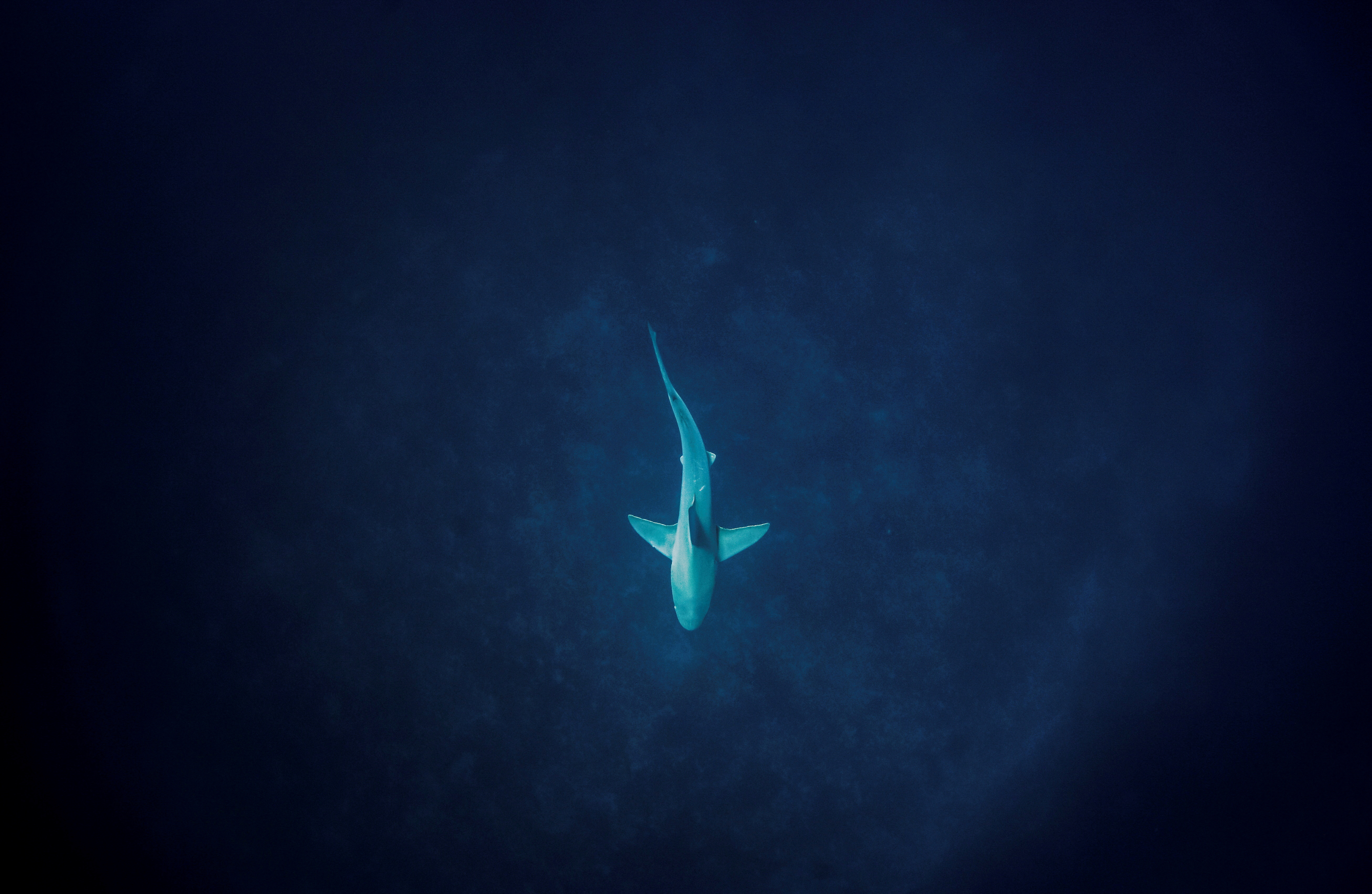 Se piensa que el tiburón de puntas negras se traslada hasta aguas más profundas con la llegada de una tormenta (REUTERS)
