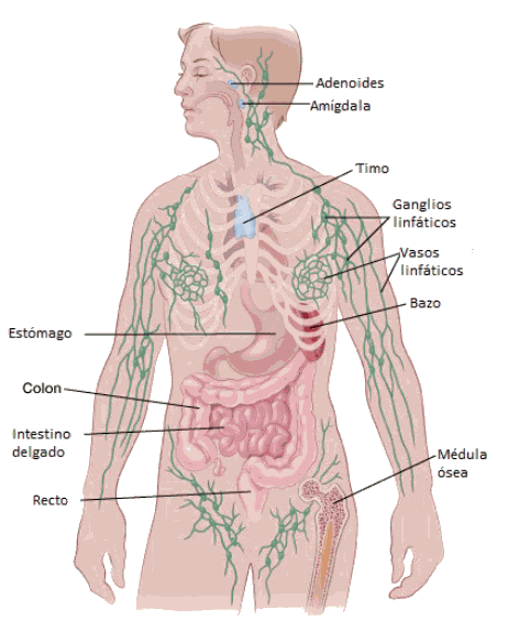 Las partes en las que se esparce el linfoma de Hodgkin (Foto:  American Cancer Society)