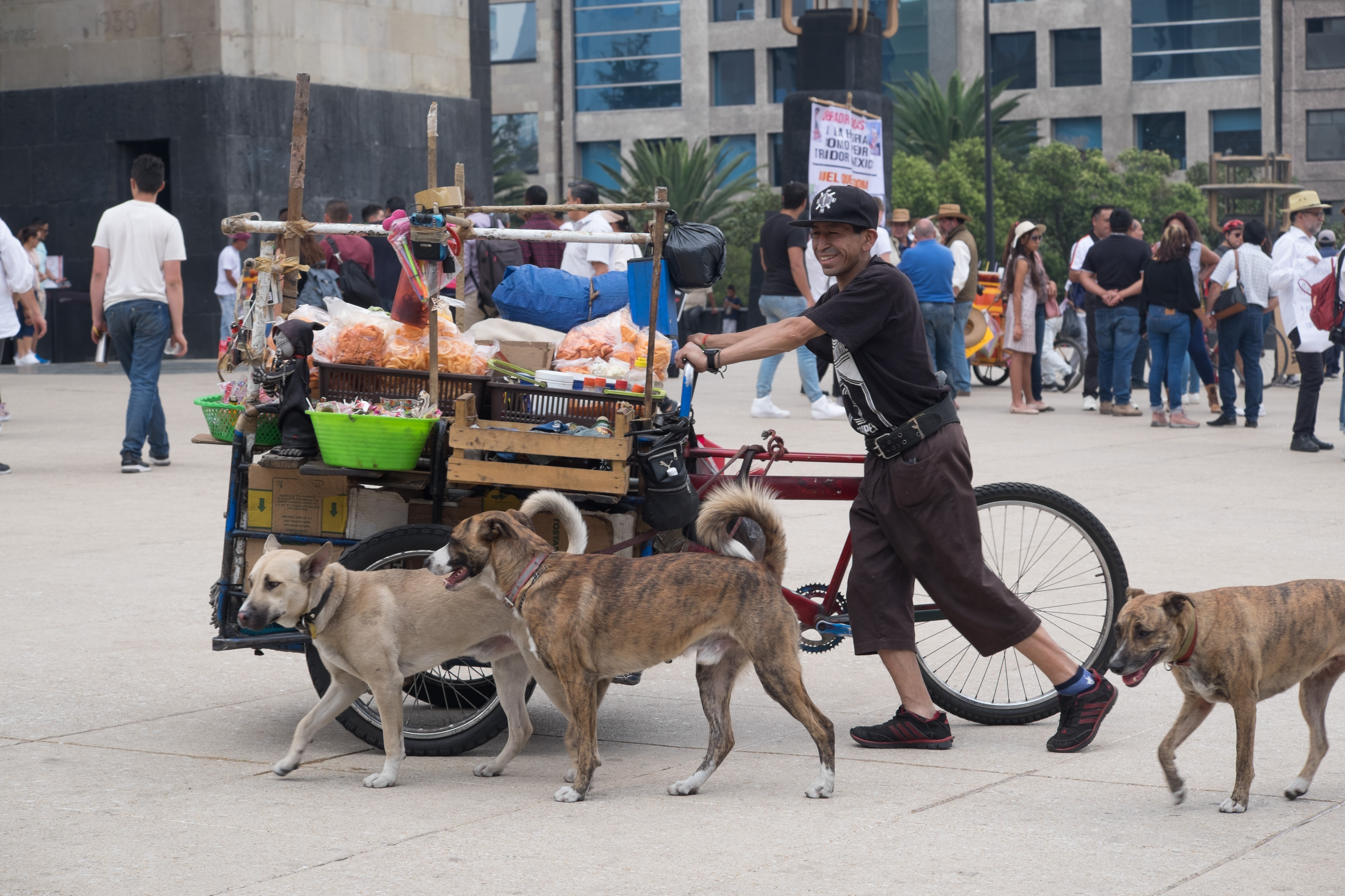 Según datos de la Secretaría de Salud del Gobierno del Distrito Federal, en la ciudad habría alrededor de 120 mil perros callejeros.
FOTO: GRACIELA LÓPEZ /CUARTOSCURO.COM