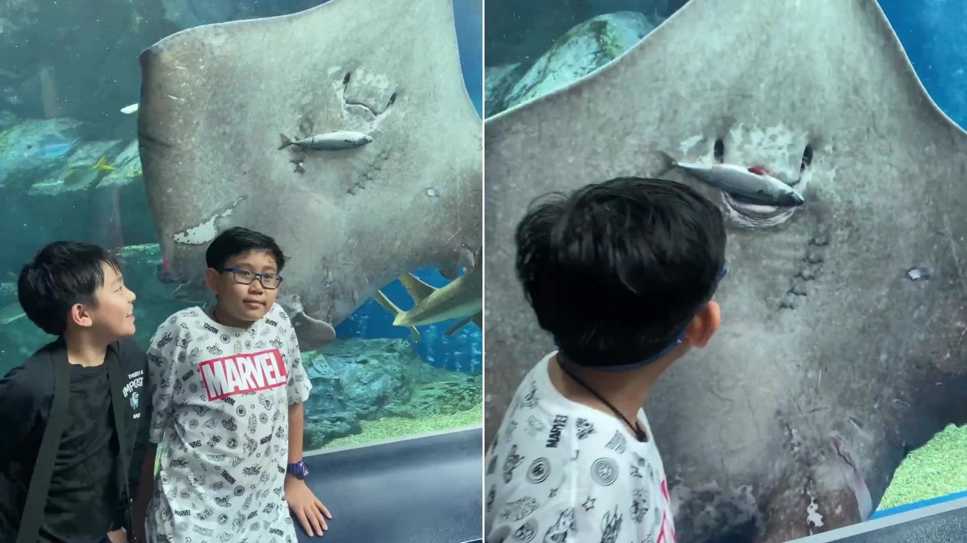 Una mantarraya se comió a un pez en un acuario y se volvió viral.