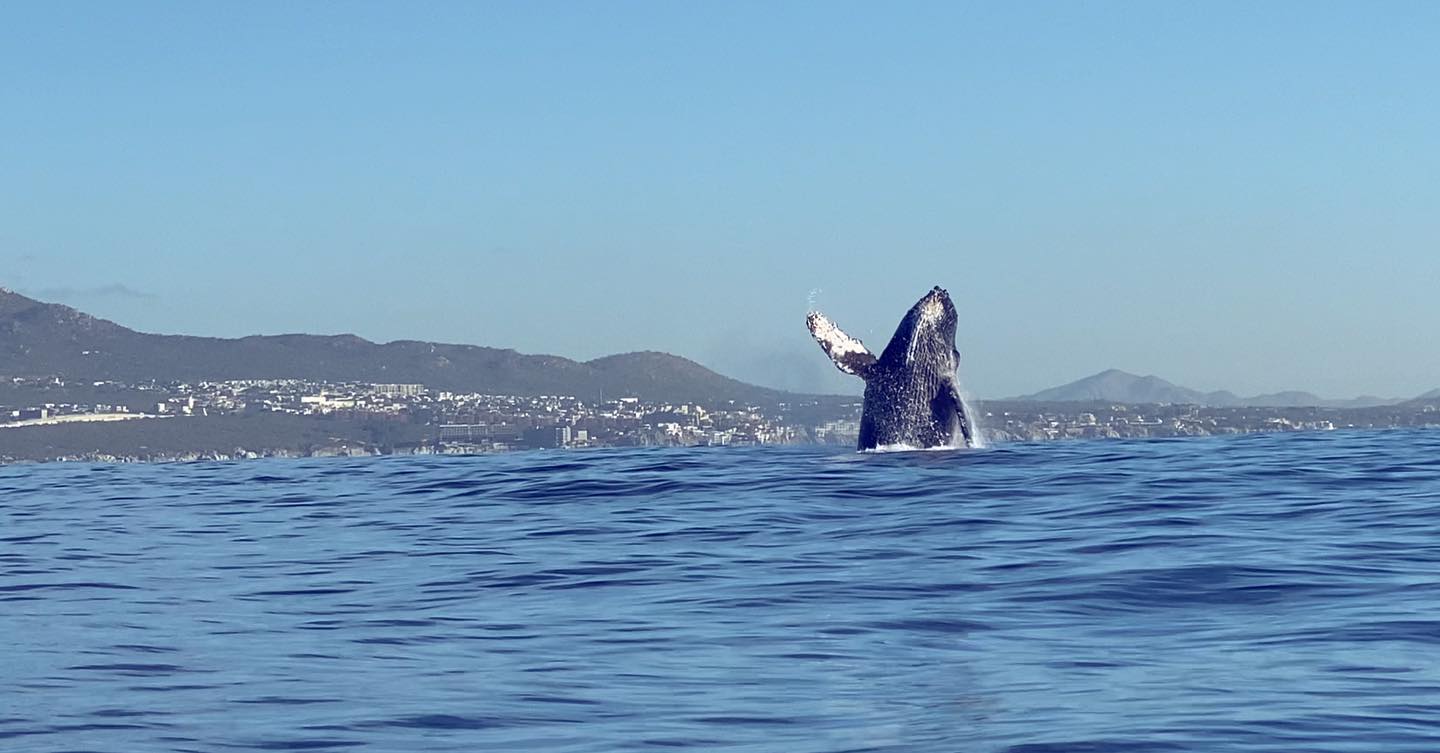 El avistamiento de ballenas es un evento turístrico en el Mar de Cortés (Foto: IG/@visitaloretobcs)