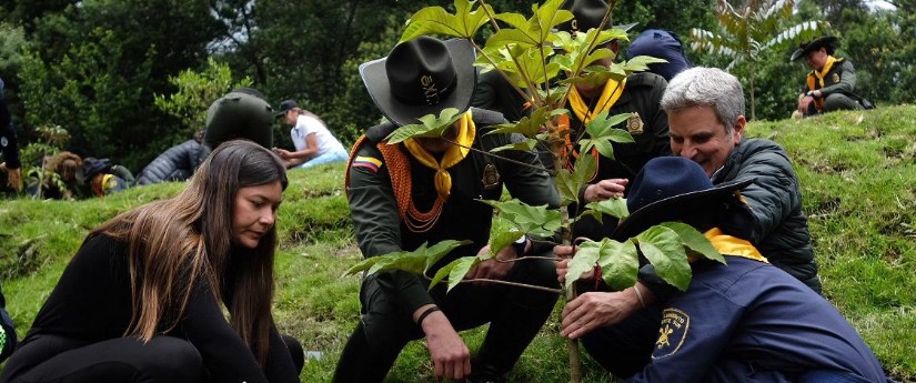 La Gran Sembratón supera las metas de plantar cuatro millones de árboles en  Colombia - Infobae