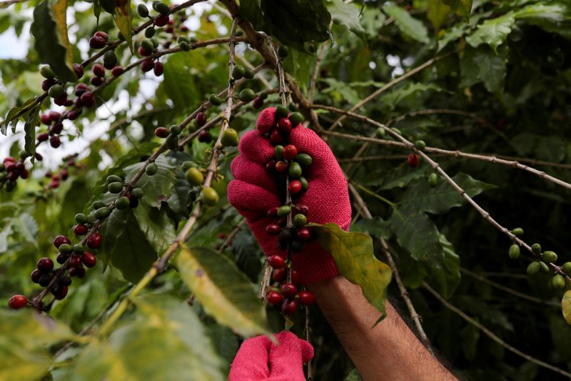 Chiapas es el mayor productor de café a nivel nacional (REUTERS/Amanda Perobelli)