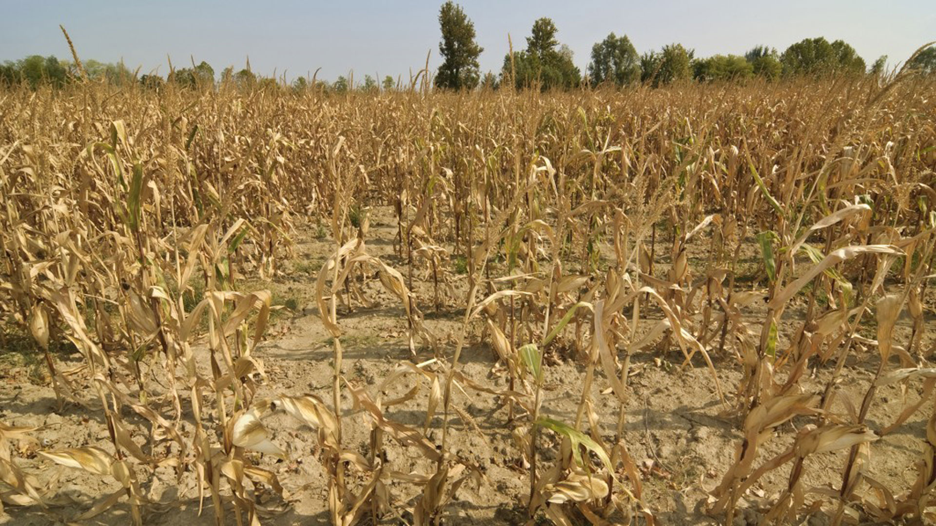 La crisis climática impulsa las altas temperaturas, pero no la sequía en Argentina y Uruguay