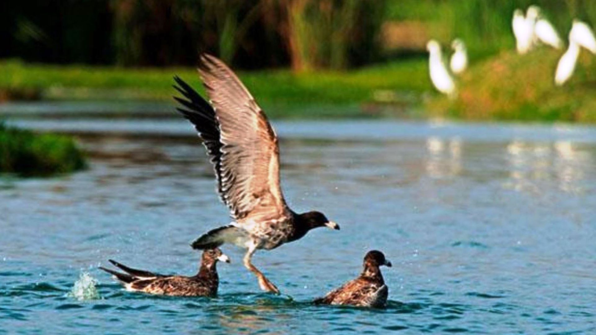 La Zona Reservada de los Pantanos de Villa alberga numerosas especies de aves, insectos y peces. (Andina)
