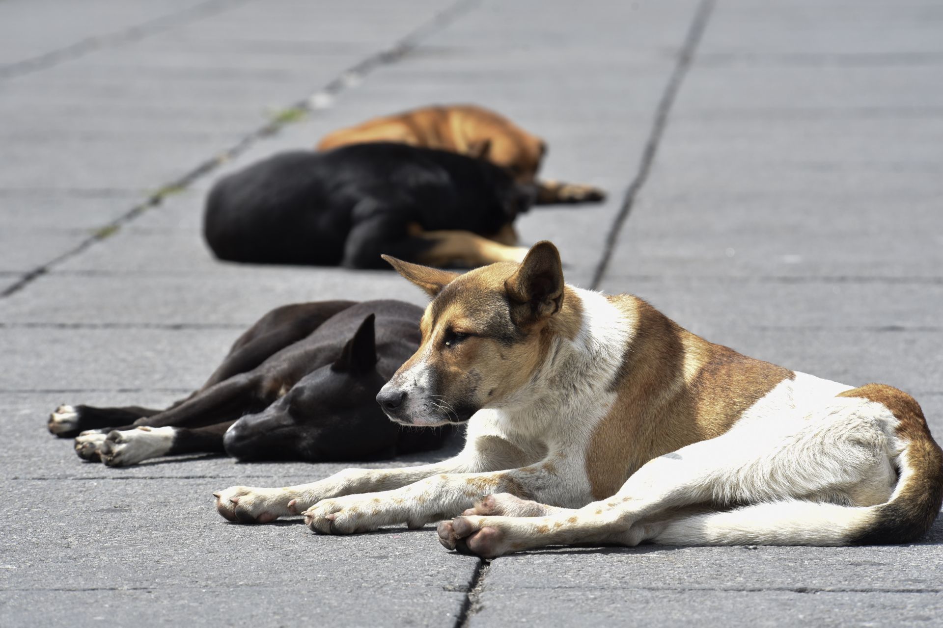 The study analyzed the behavior of stray dogs that had different levels of ancestry from particular breeds (Crisanta Espinosa Aguilar/ Cuartoscuro.com)