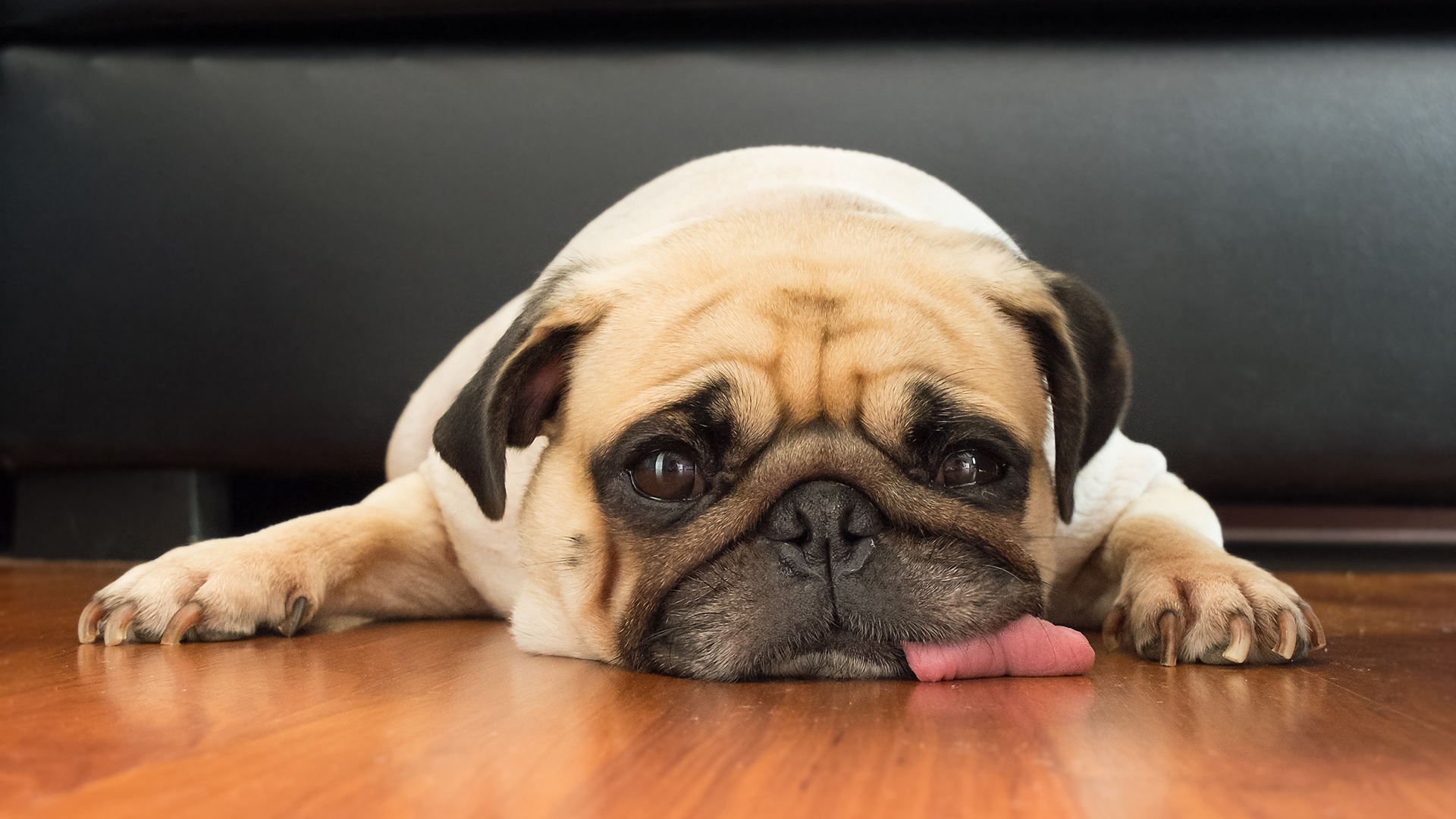 Lamer para el perro es mucho más habitual que para nosotros como especie (Getty Images)