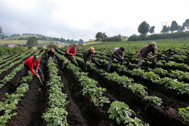 Foto de archivo.  Campesinos trabajan en un cultivo de papa cerca al municipio de Jenesano, en el departamento de Boyacá, Colombia, 27 de marzo, 2020. REUTERS/Nathalia Angarita. NO VENTAS NO ARCHIVOS