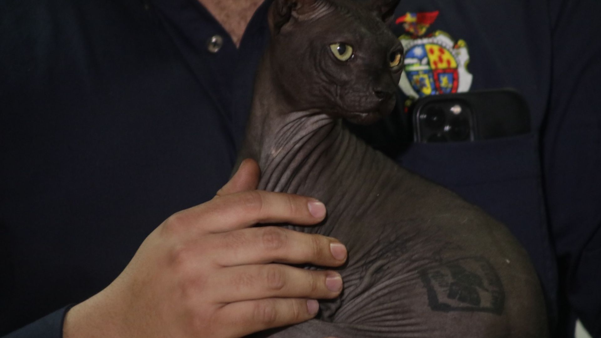 Tatuado y enfermo: el drama del gato “preso” con unos narcos que vale más de USD 2.000