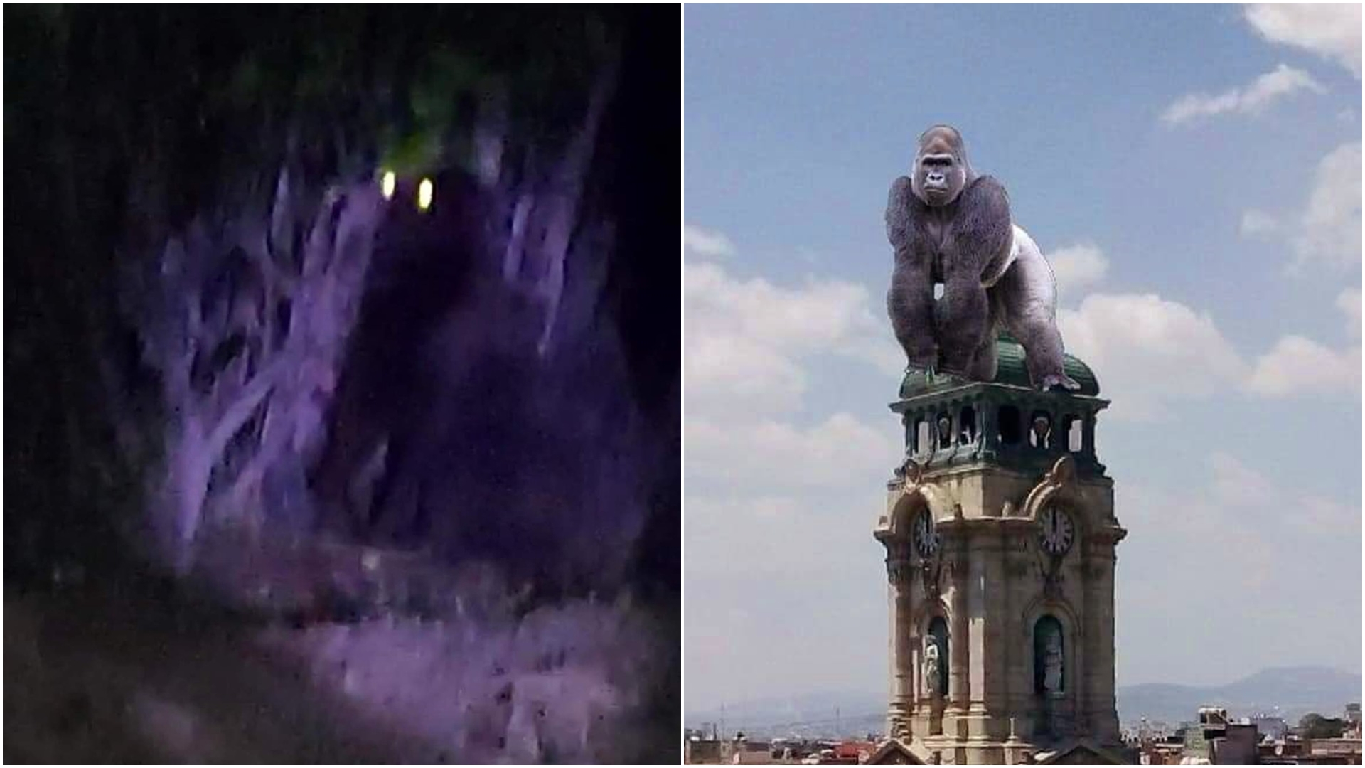 Gorila extraviado en Hidalgo provocó memes en redes sociales