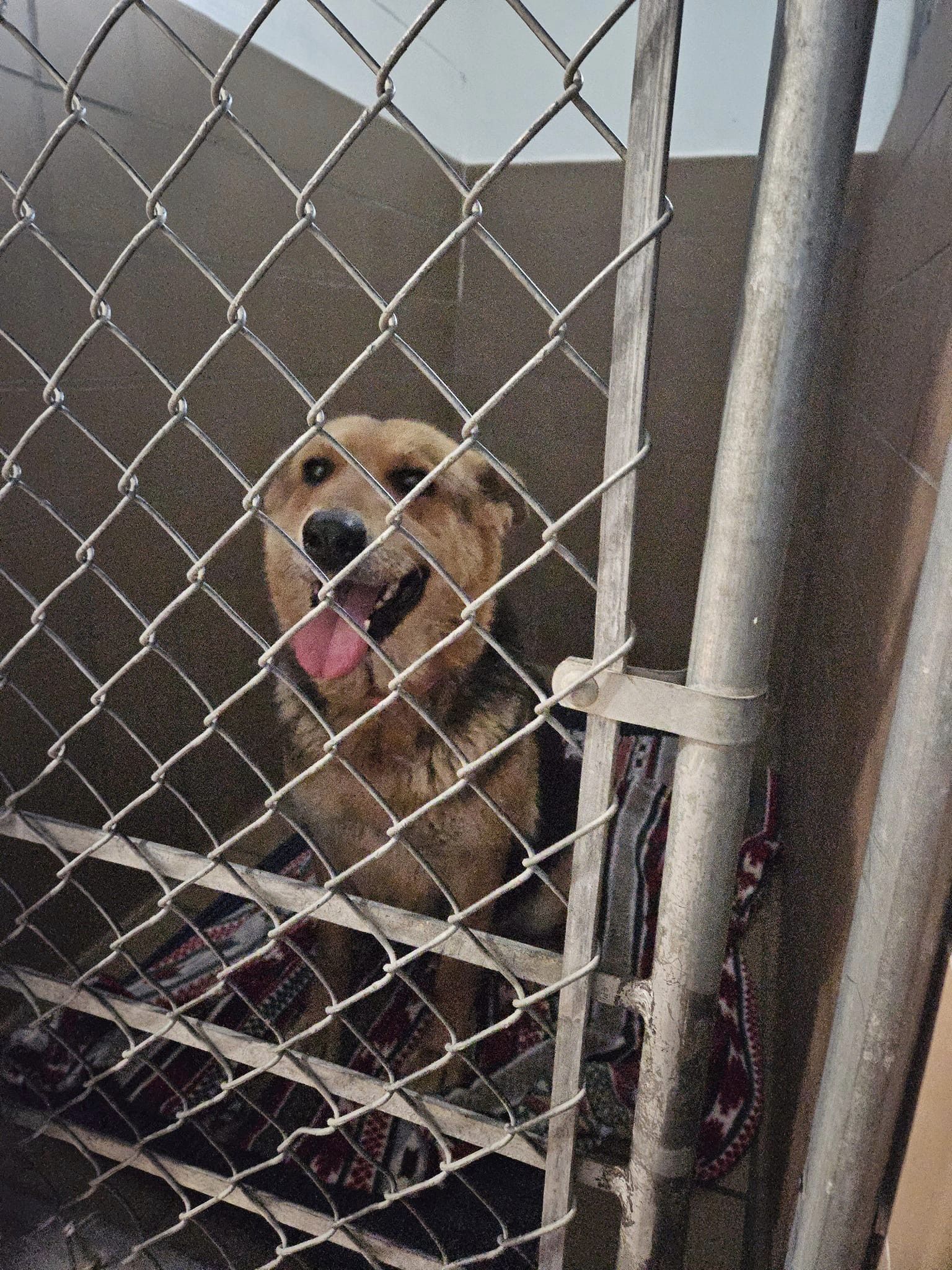 Nikki pasó algunos días en un albergue para perros y al poco tiempo fue adoptada por su nueva familia (Facebook Kim Monte)
