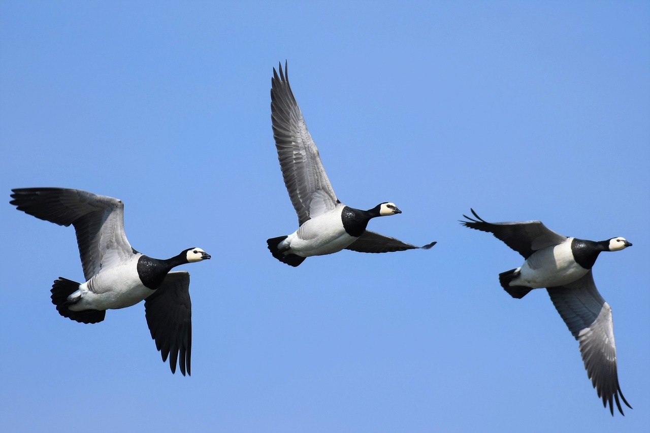 Cómo Cruzan Las Aves Migratorias Terrestres El Océano Abierto Infobae 7255