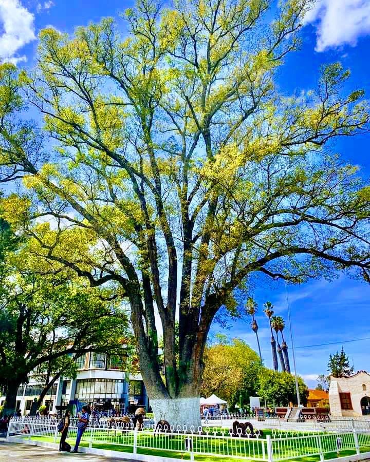 Dónde se encuentran los árboles más antiguos de México - Infobae