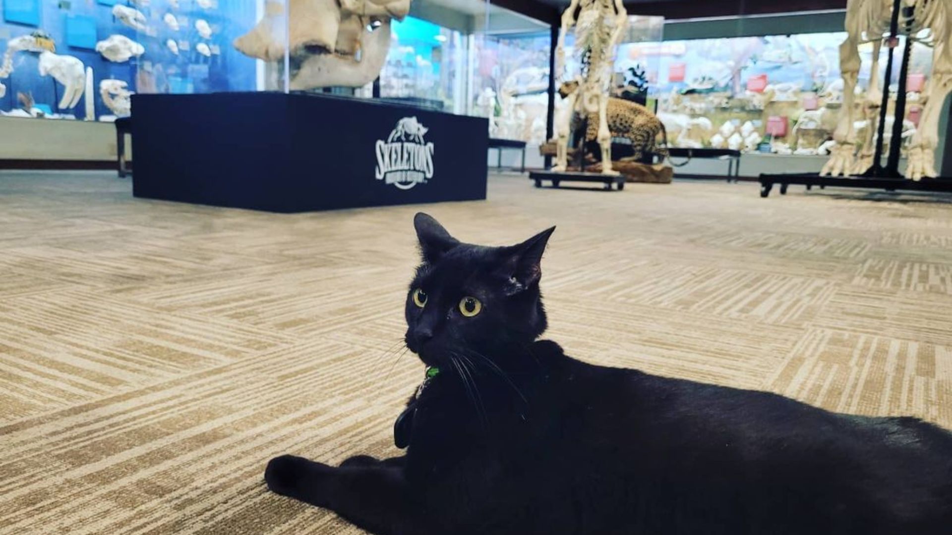 Sir Indiana Bones, el gato que salvó el museo de Oklahoma