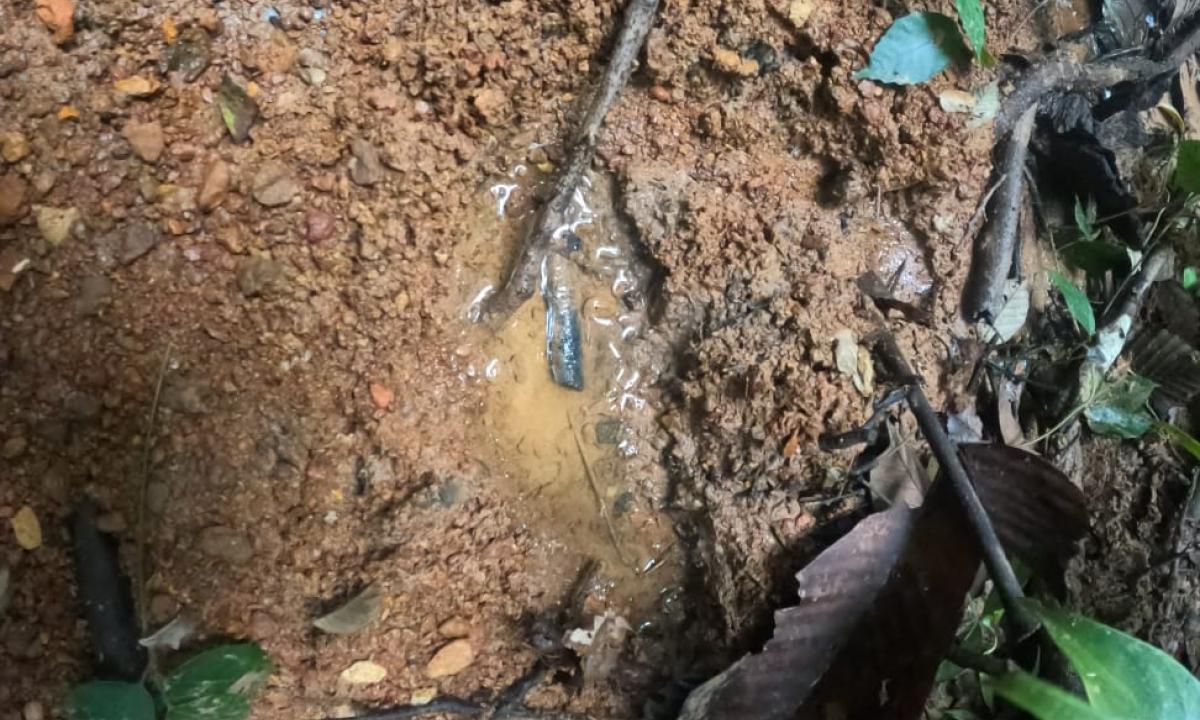 Tropas del Ejército que adelantan labores de búsqueda de los cuatro niños sobrevivientes del accidente de avioneta, en selvas del Caquetá, reportaron huellas frescas en la zona. Foto Ejército Nacional