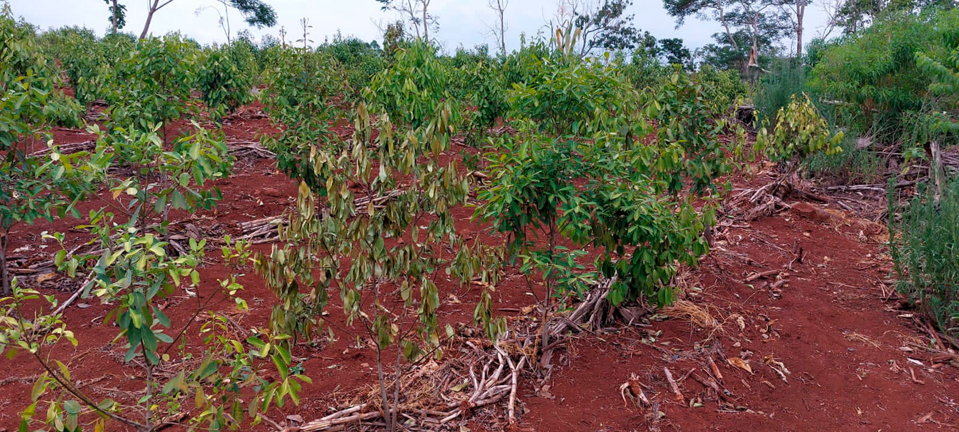 Una profunda sequía se registró en Misiones y complicó el negocio agropecuario. 