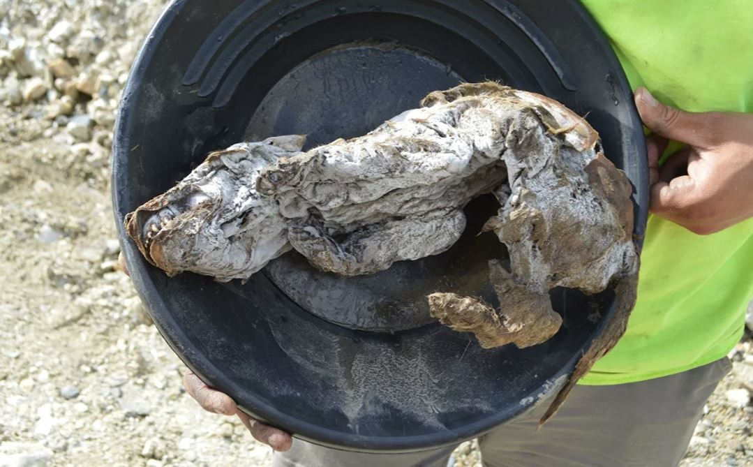 21/12/2020 Momia de cría de lobo encontrada en el Yukón
POLITICA INVESTIGACIÓN Y TECNOLOGÍA
GOBIERNO DE YUKÓN
