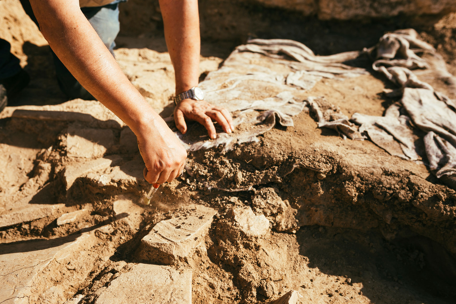 El hallazgo de un fósil del Triásico aclara el origen de los anfibios actuales