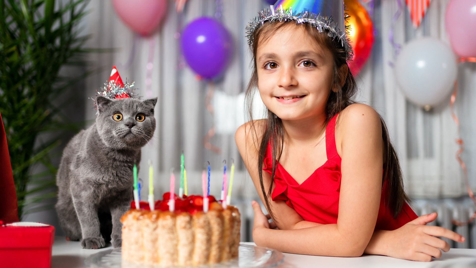 Consejos para festejar a tu gato en su cumpleaños y no fallar en el intento  - Infobae