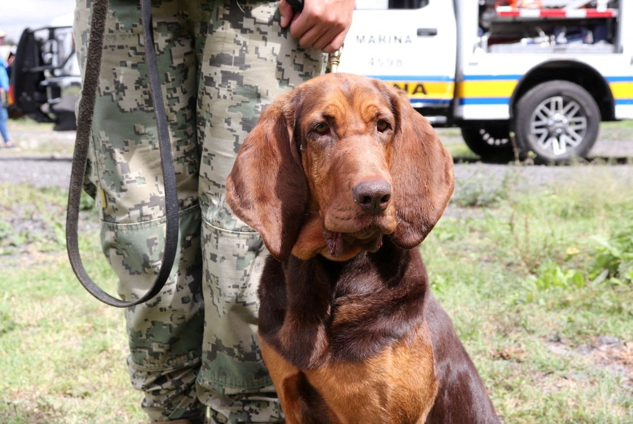 Preguntó si hubo más elementos caninos relacionados en el operativo (Foto: Reuters)