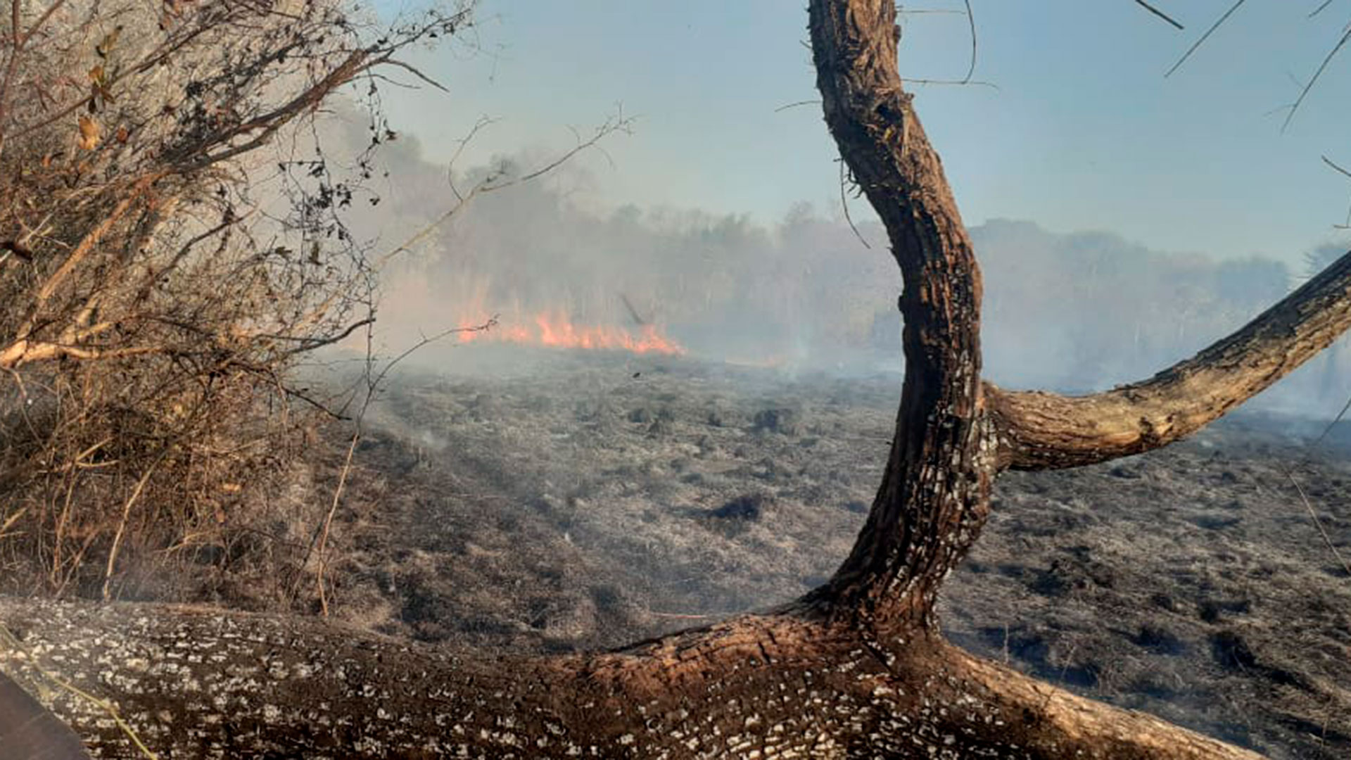 Tierra arrasada: los incendios comenzaron hace ya varias semanas