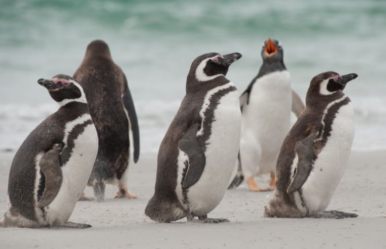 Pingüinos en peligro de extinción. (Foto: Captura)