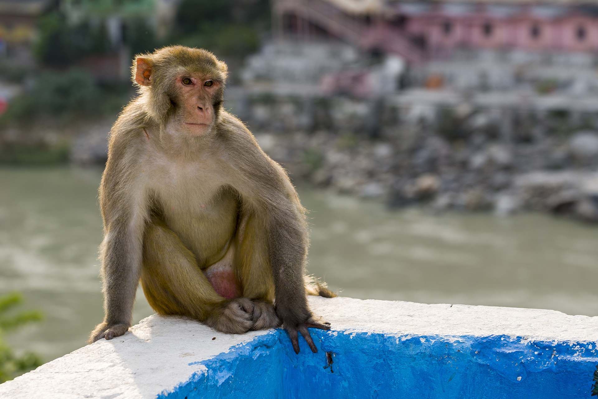 La falta de turistas por causa de la pandemia ha afectado la alimentación de los macacos y los ha vuelto más agresivos. 