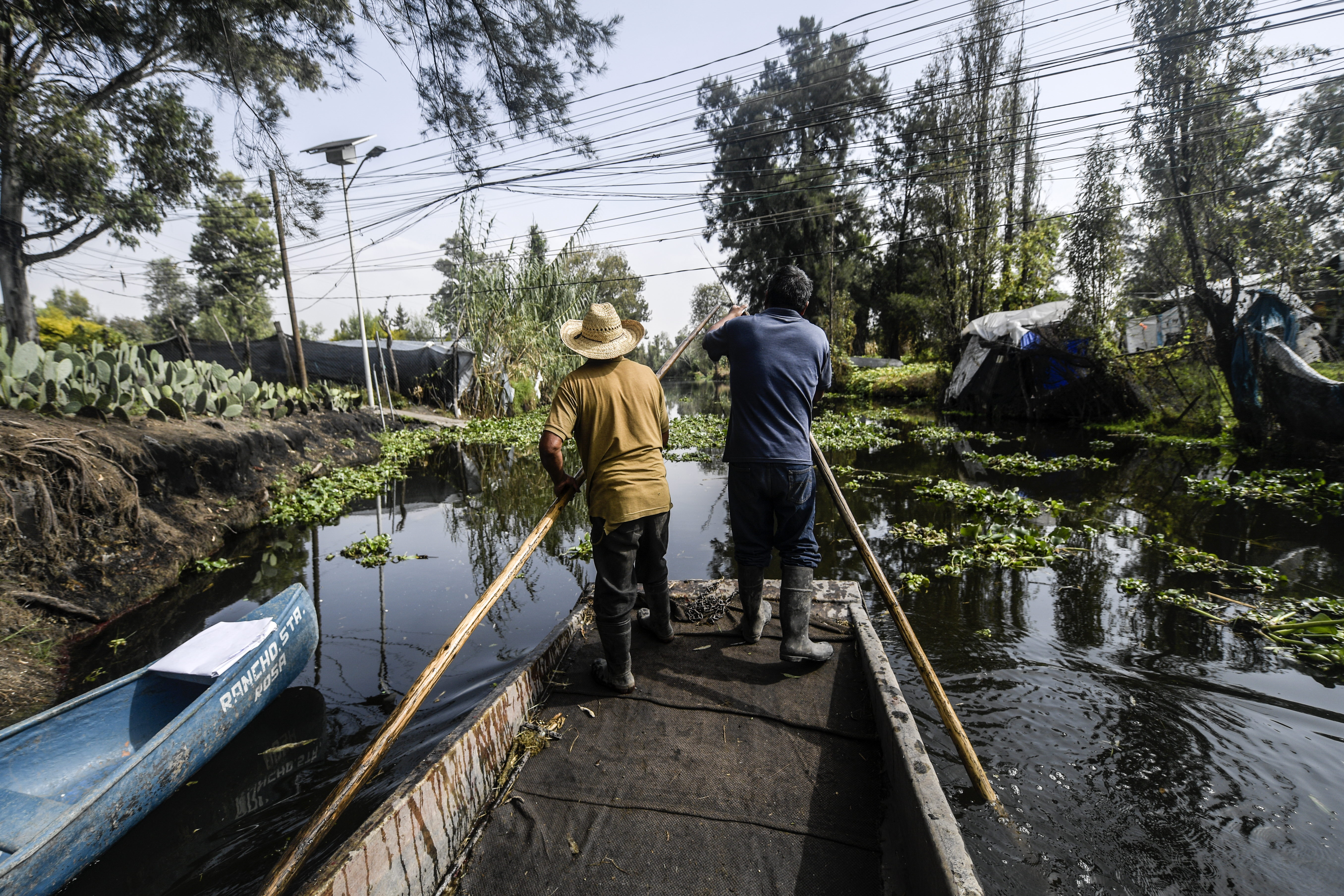 Anselmo Sánchez (izquierda), 63 y Luis Ricardo Sánchez, 36, navegan en un bote mientras se dirigen a cosechar cempasúchil, caléndula mexicana, en un campo de cultivo en una chinampa, en Xochimilco, Ciudad de México, el 13 de octubre de 2020. En medio de la nueva pandemia de coronavirus COVID-19.