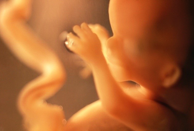 Imagen de referencia de un feto (Foto: EP)