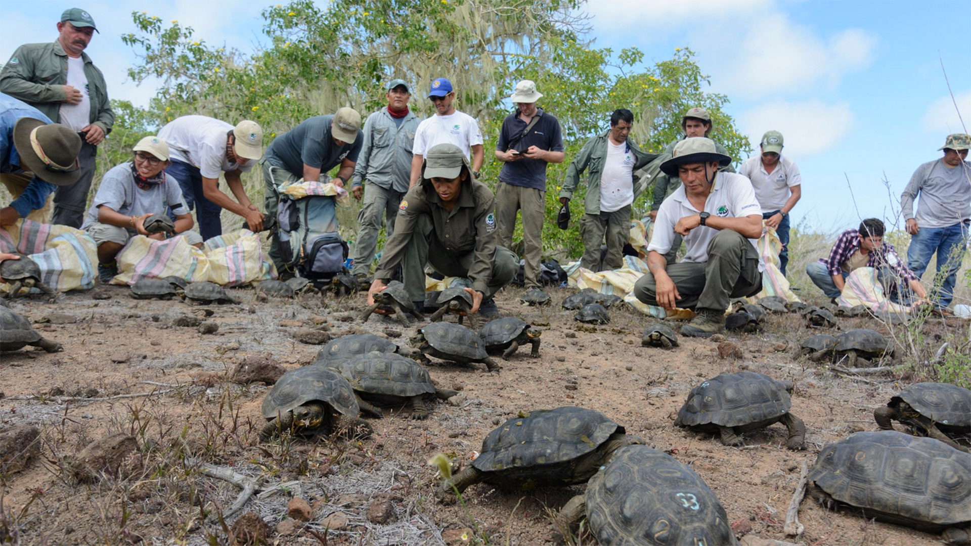 Entre el 2017 y el 2018, 150 tortugas del centro de crianza de la isla Isabela en Galápagos desaparecieron.