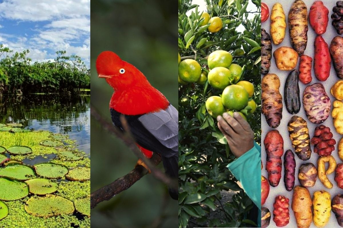 Día de la Biodiversidad: origen y por qué se celebra el 22 de mayo