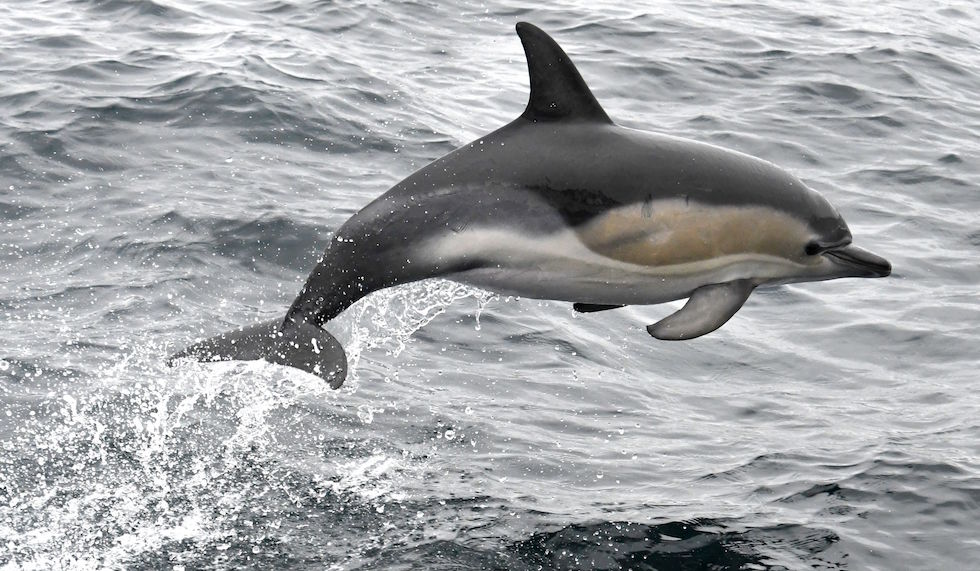 ”Nunca vimos nada parecido. Normalmente encontrábamos uno o dos delfines muertos por esta misma época. Ya hemos encontrado 28. Y solo cerca del 5 % de los animales muertos acaban en la orilla”, agrega Rusev. (FRED TANNEAU/AFP/Getty Images)