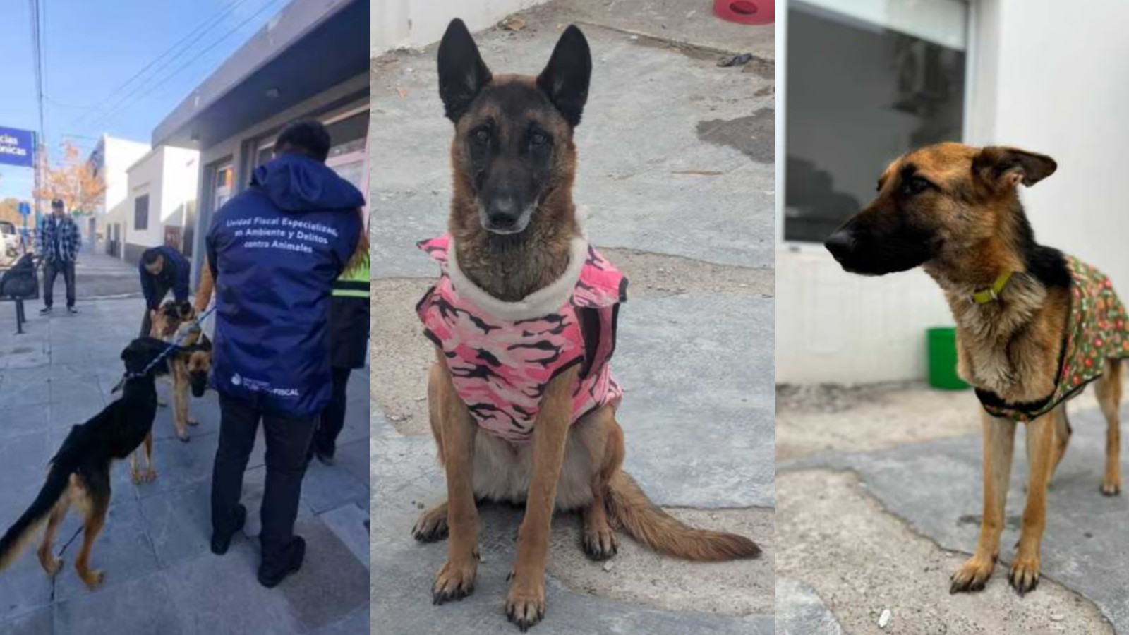 Chubut: cuatro perros fueron hallados desnutridos en una casa y ahora investigar&aacute;n a un hombre por crueldad animal