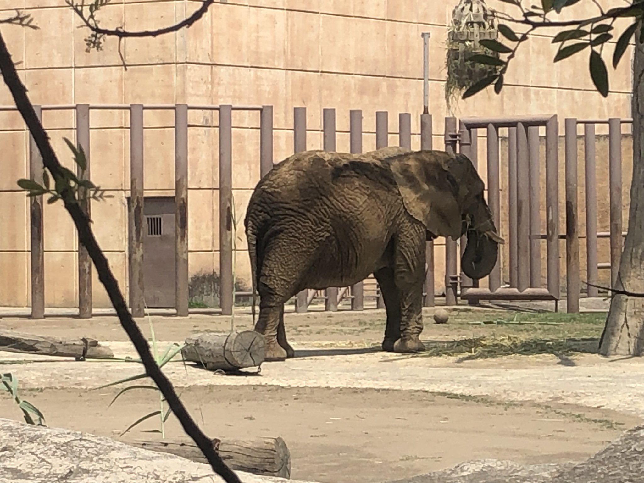 “La elefanta más triste del mundo”: pidieron que Ely sea liberada del zoológico de Aragón