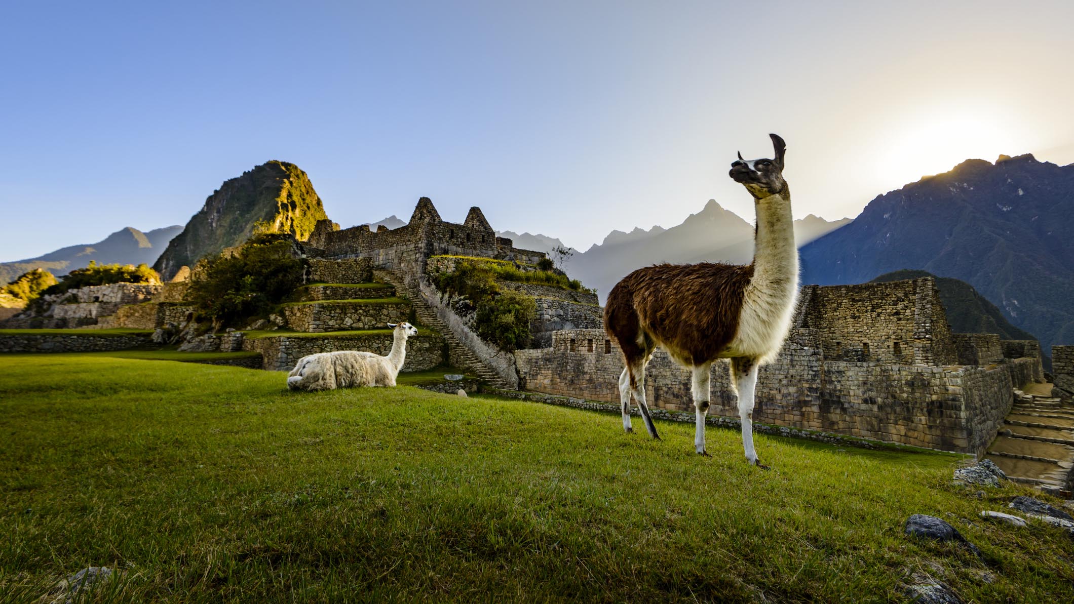 Llamas descansando en una terraza durante las primeras luces sobre las ruinas de la ciudad inca de Machu Picchu, Perú.