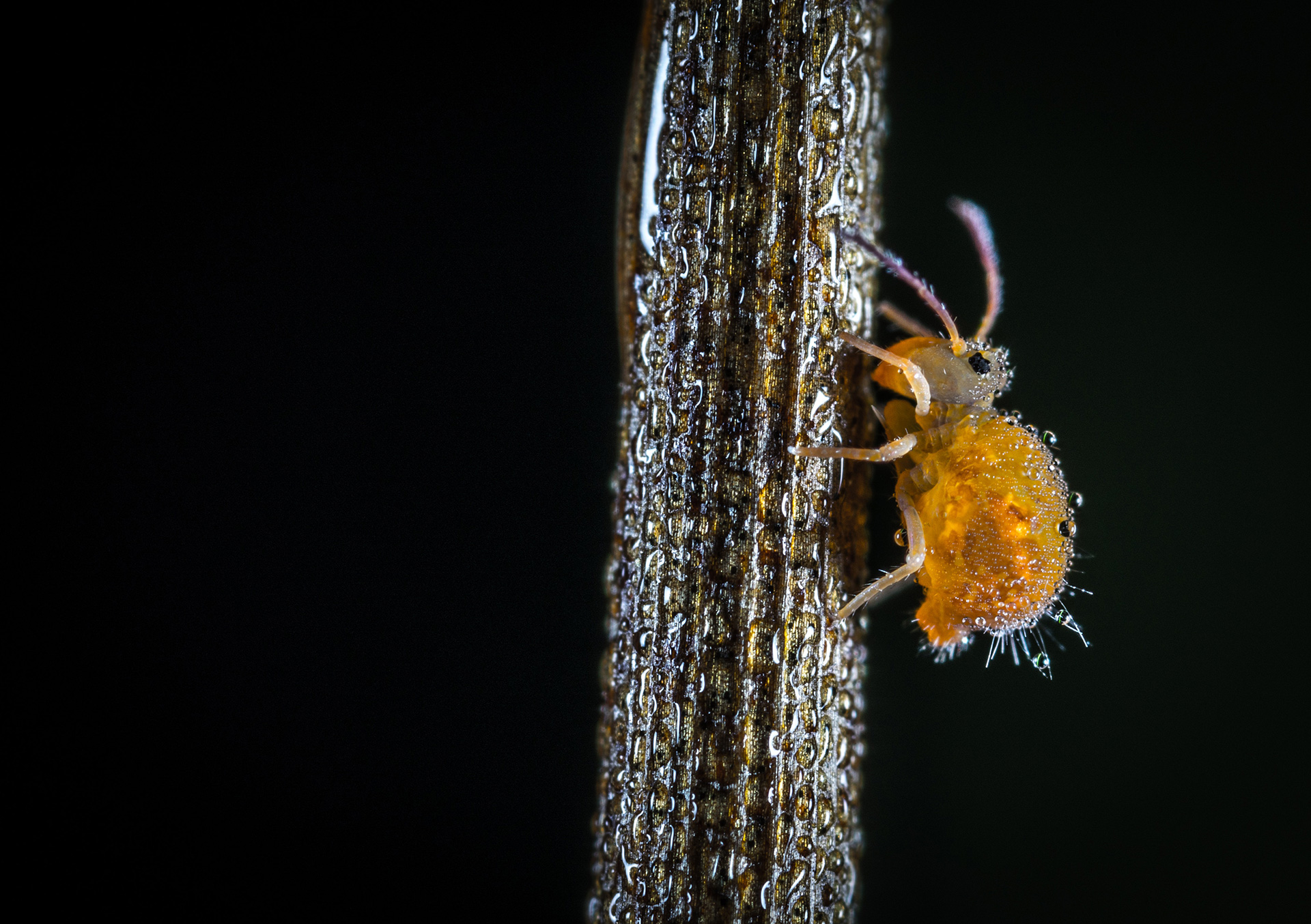 La pediculosis es más común en niños