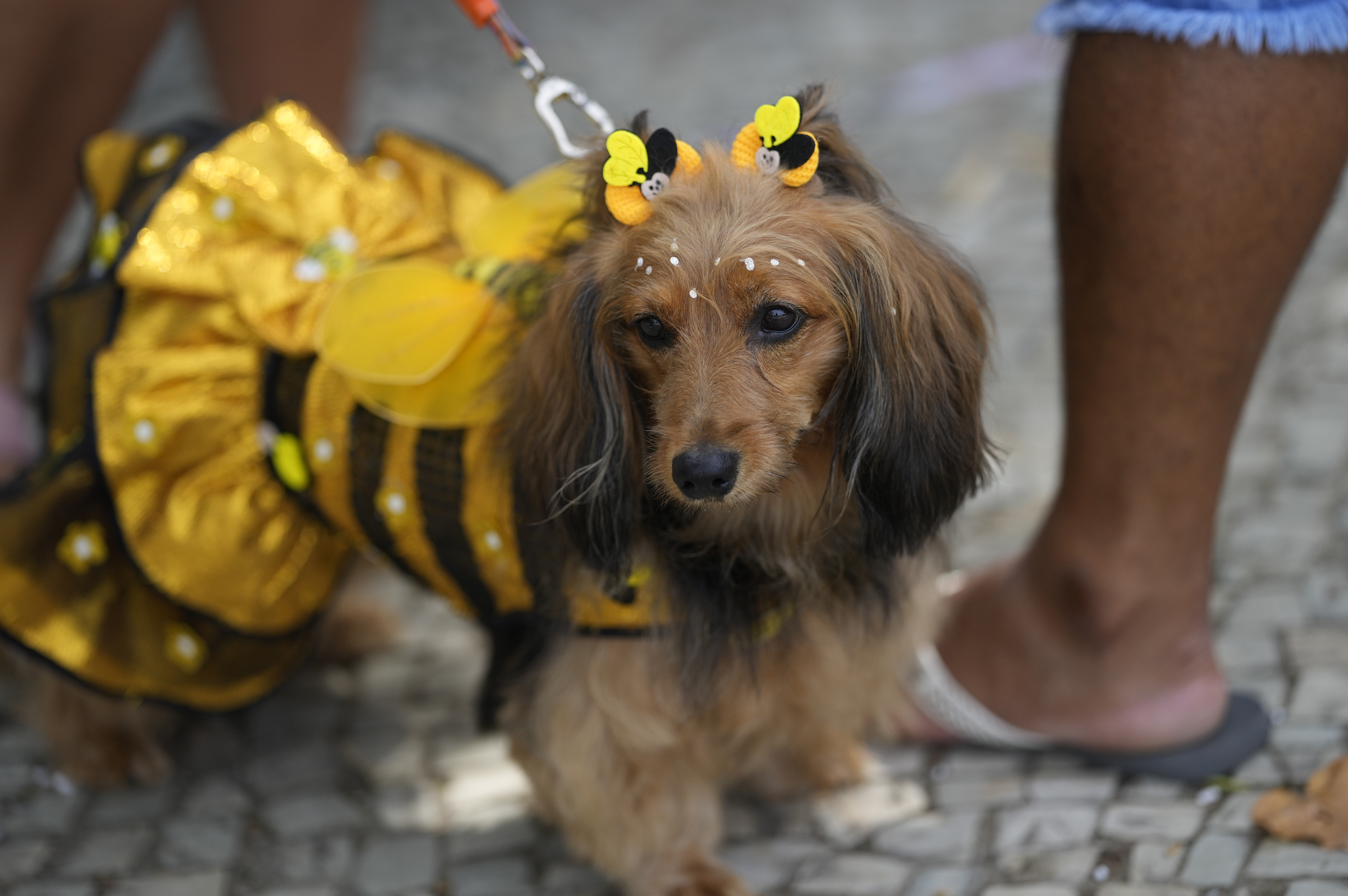 apuntalar Negligencia médica Comunista Baile, samba y colores: los perros que protagonizaron el carnaval de Río de  Janeiro - Infobae