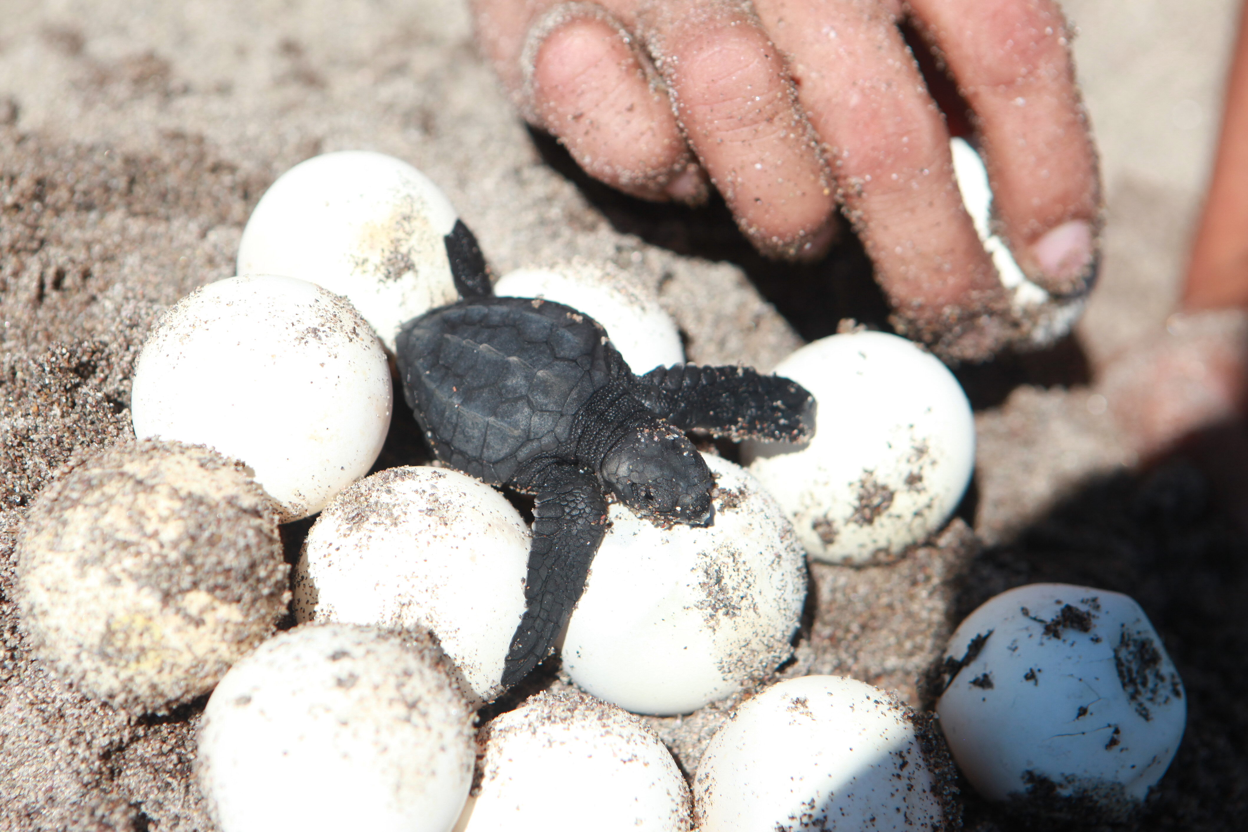 La Temporada de la Tortuga Marina 2020 inició de manera anticipada el 27 de abril pasado, al registrarse dos nidos de Tortuga Caguama en las playas Chumul y Chiqueros (Foto: EFE/Gustavo Amador/Archivo)