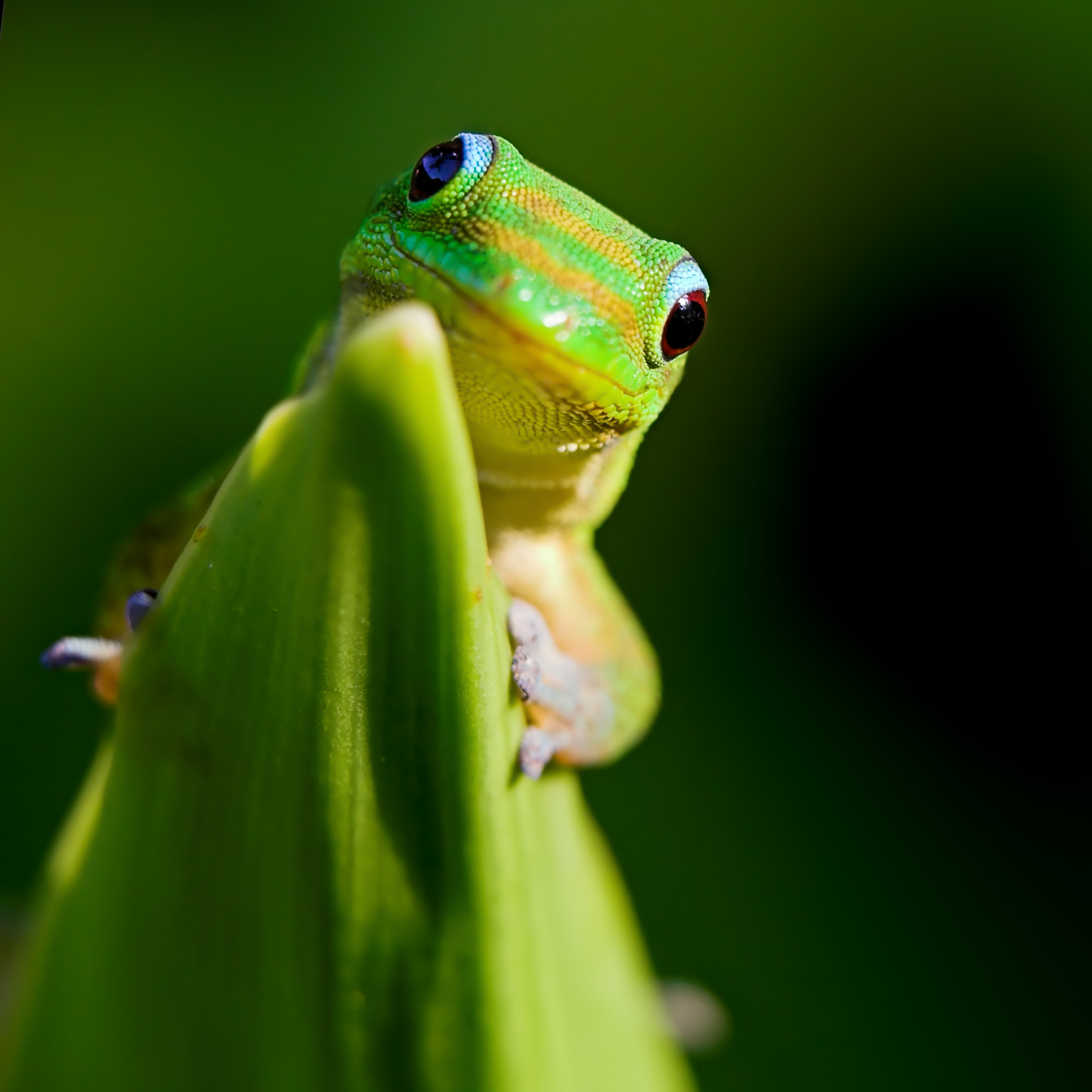 Pobladores de la isla han decidido sumarse a las acciones para la preservación de este reptil (Gettyimages)