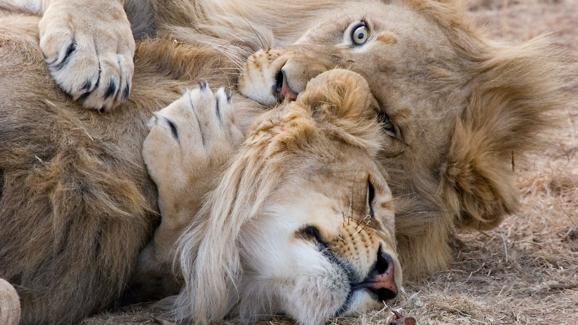 Alegría en Senegal: tres cachorros de leones recién descubiertos dan  esperanza a los ambientalistas - Infobae