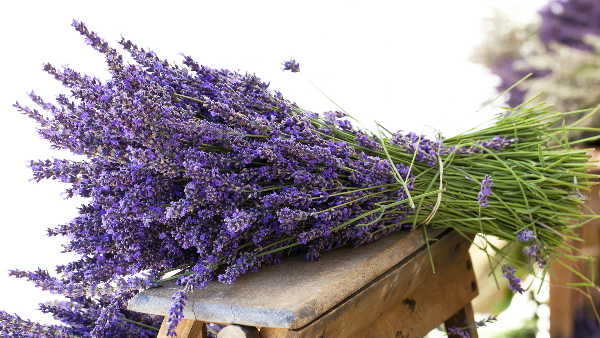 Flores de lavanda. (Getty Images/iStockphoto)