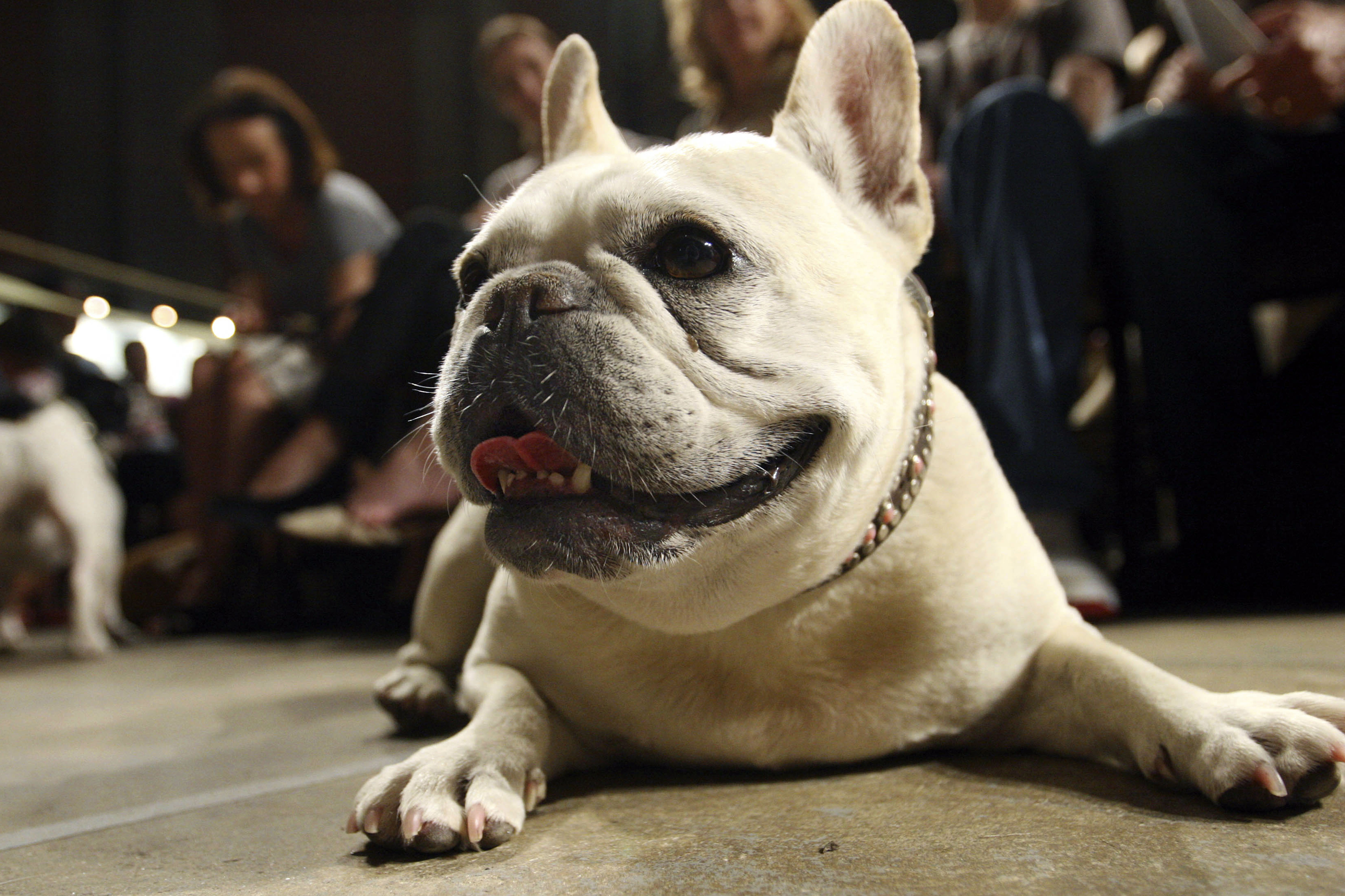 Foto de archivo de Lola, una perrita de raza bulldog francés en Nueva York (AP Foto/Tina Fineberg)