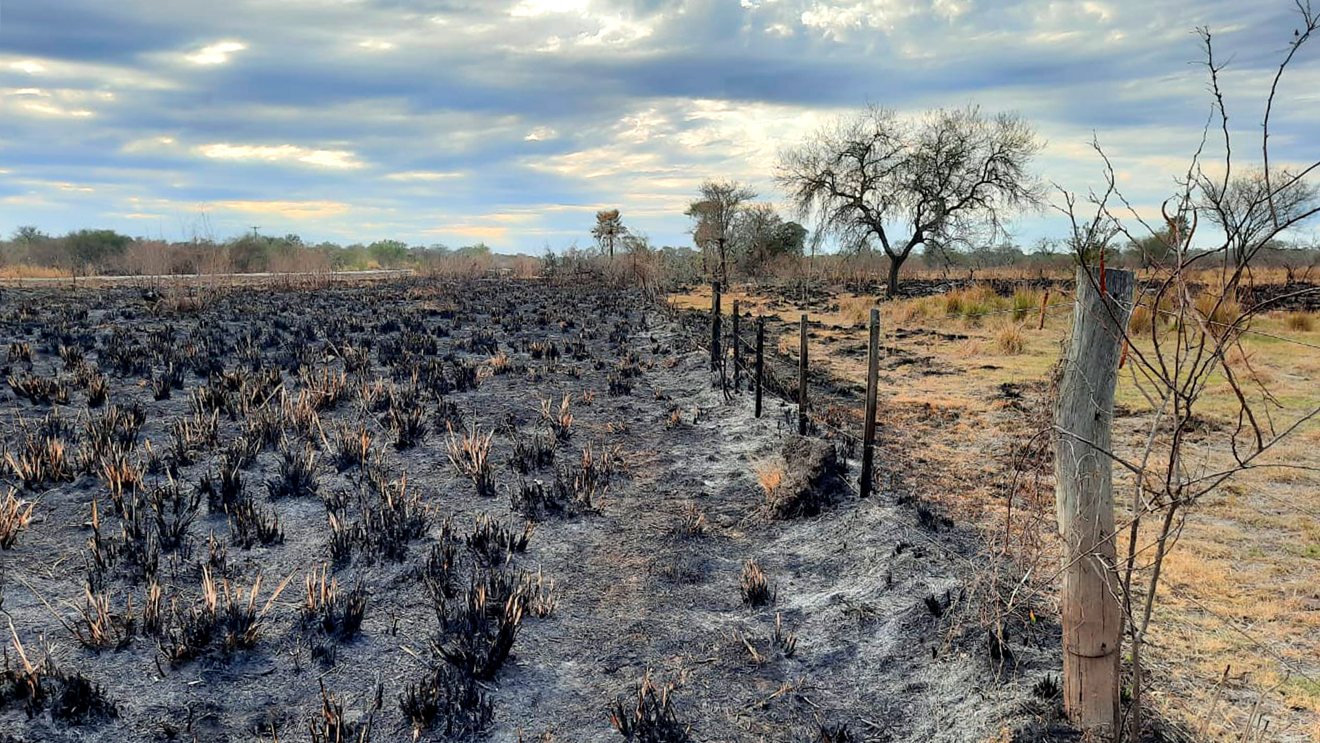En Chaco proponen declarar la emergencia económica, agropecuaria y ganadera, por los efectos de la sequía