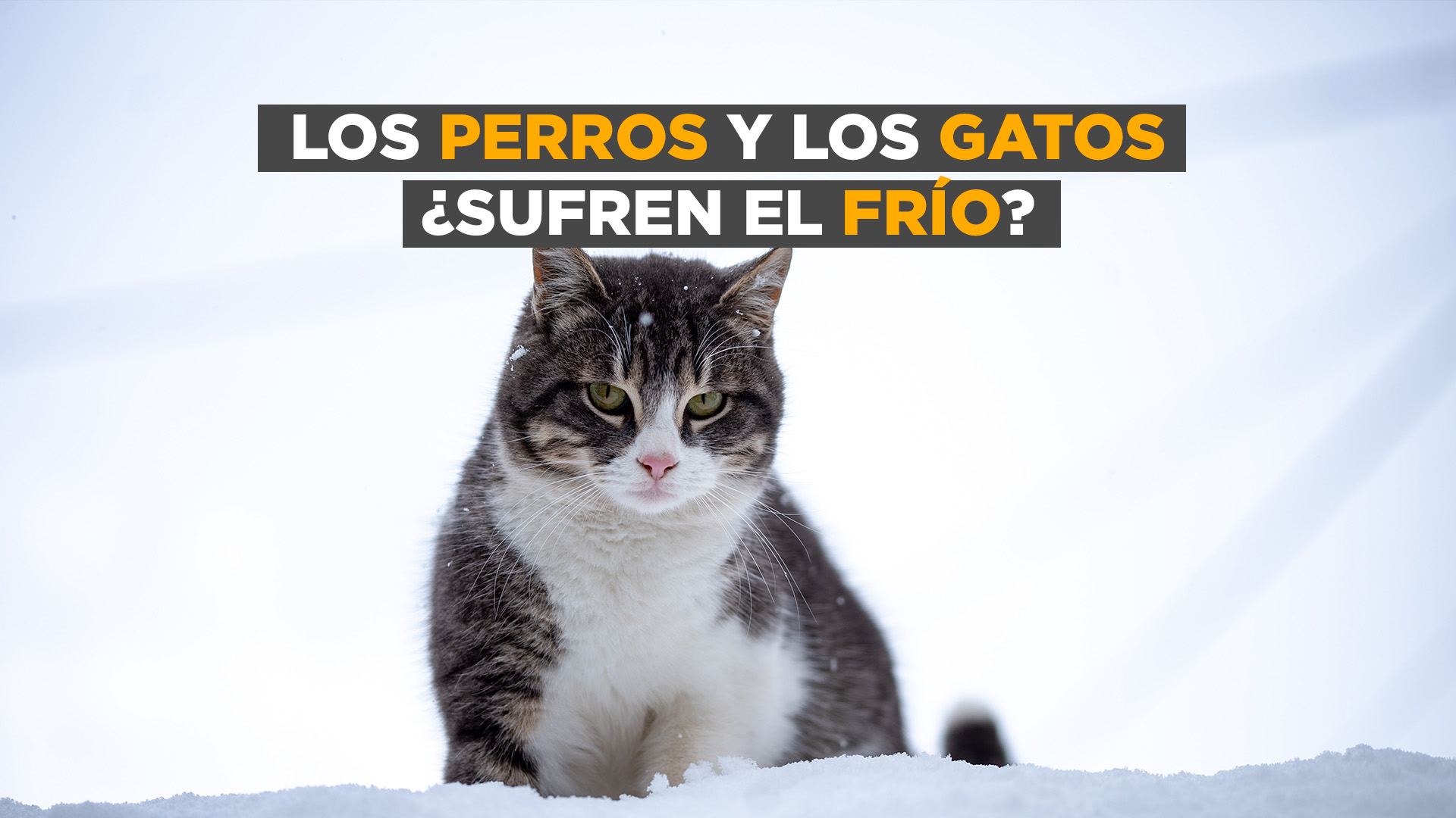 Dr. Romero - Los perros y los gatos sufren el frío #Informe