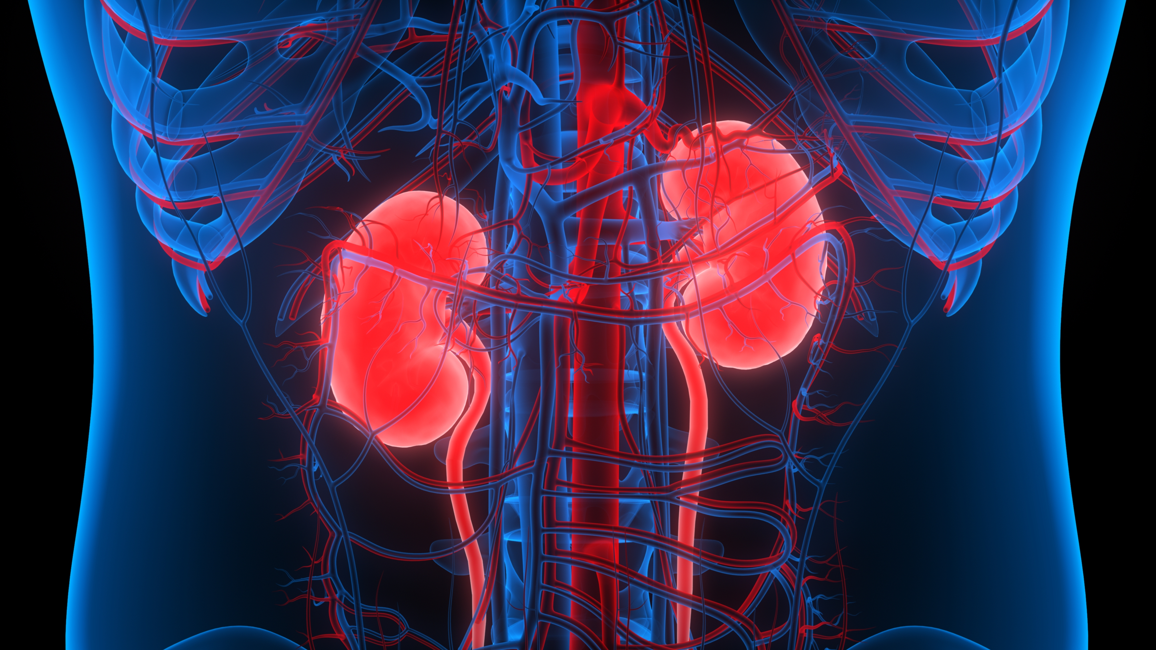 El fallo de riñón, también conocido como fallo renal, es un término utilizado para describir una situación en la que los riñones ya no pueden funcionar eficazmente (shutterstock)