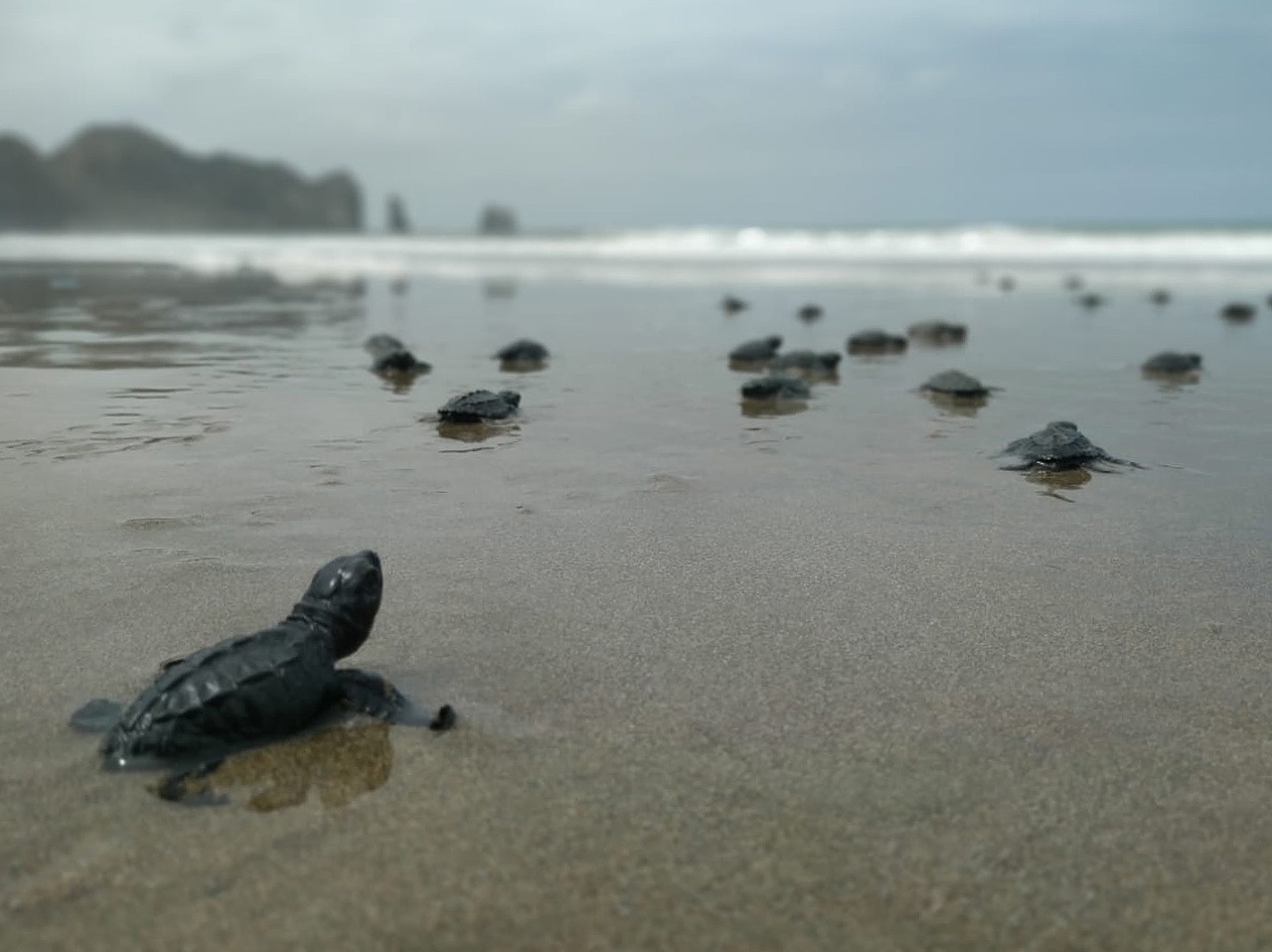 En las playas de México llegan seis de las ocho especies de tortugas marinas reconocidas en el mundo (Foto: EFE/Ministerio de Ambiente de Ecuador)