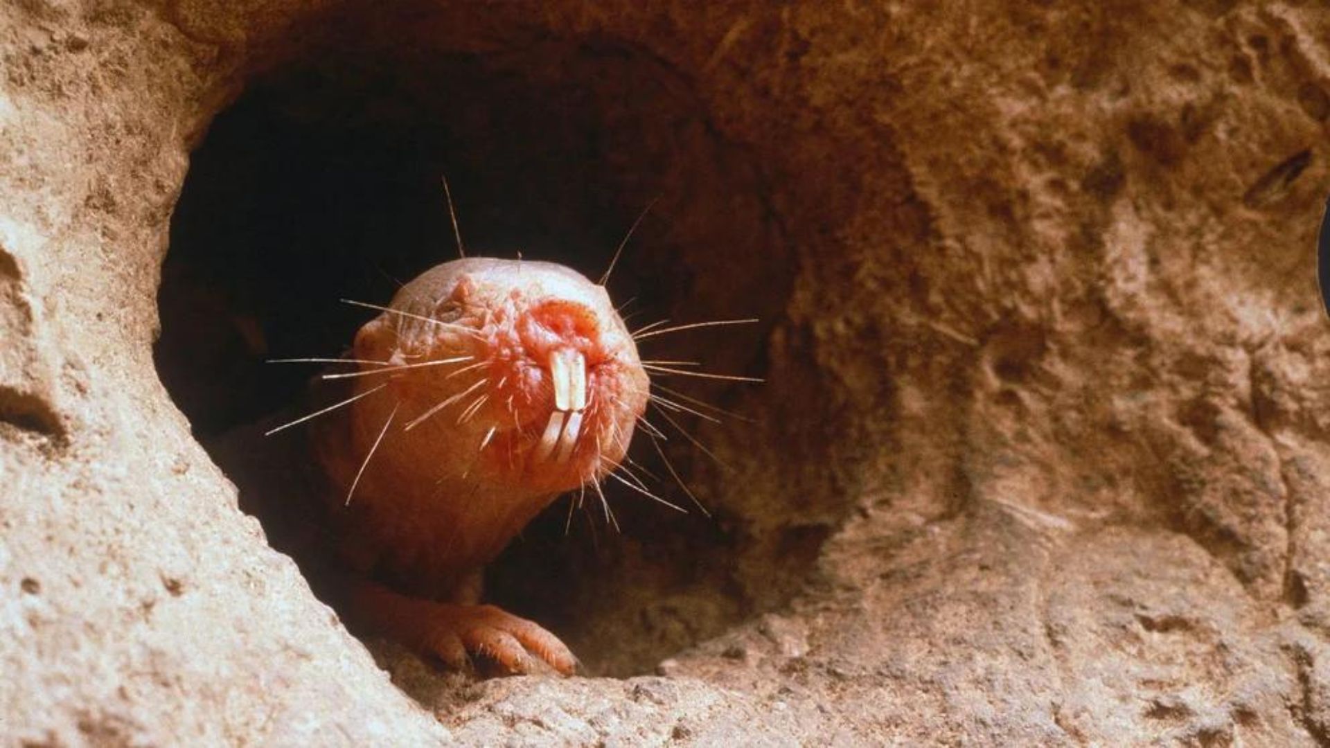 Este roedor cuenta con una gran capacidad para resistir el cáncer, según la ciencia. (Shutterstock)