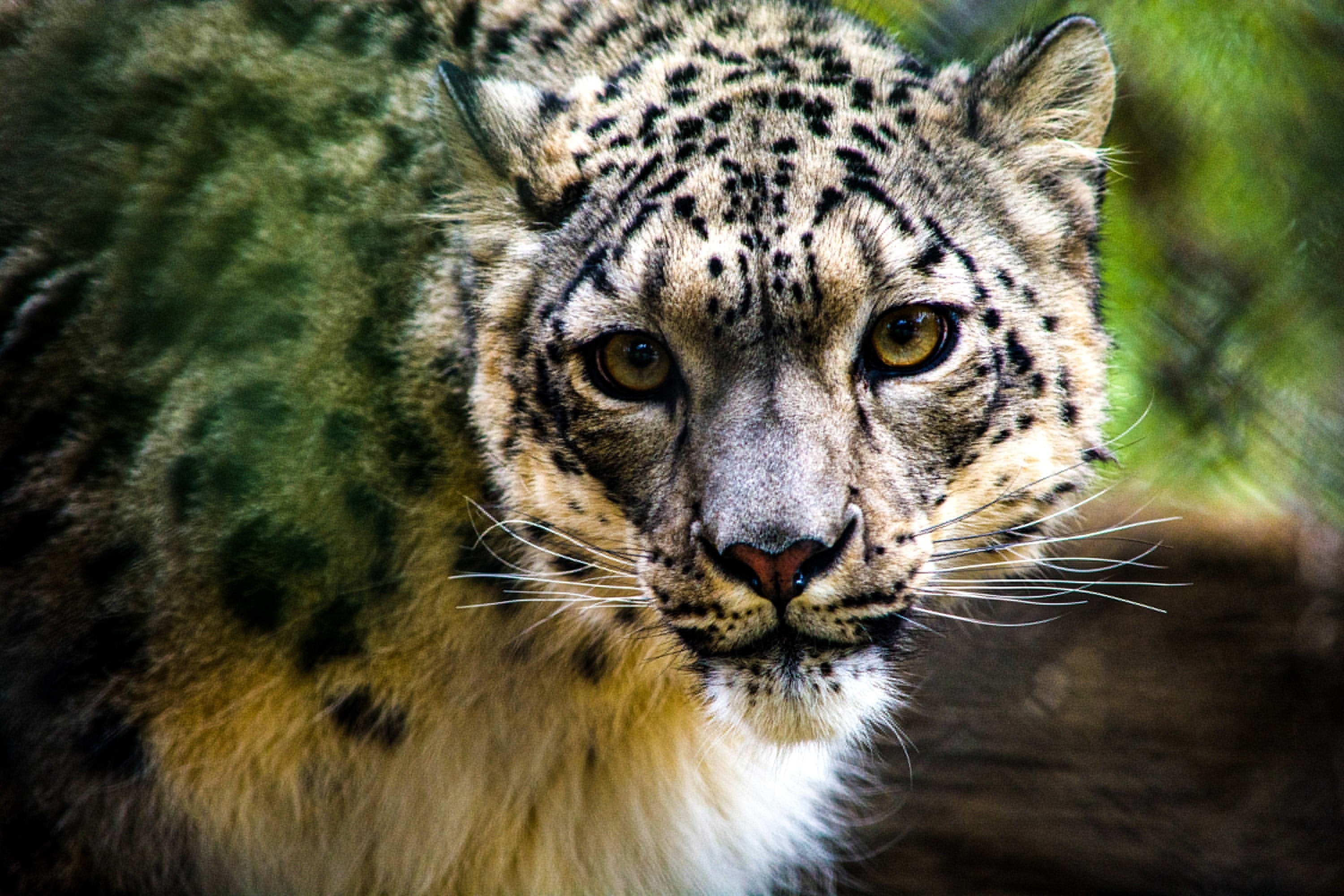Leopardo de las nieves. Habita en Asia Central, en 12 países, principalmente China, Bután, Nepal, India, Pakistán, Afganistán, Rusia y Mongolia (EFE/Louisville Zoo)

