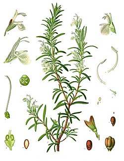 Rosemary infusion helps improve digestion (Photo: Wikipedia)